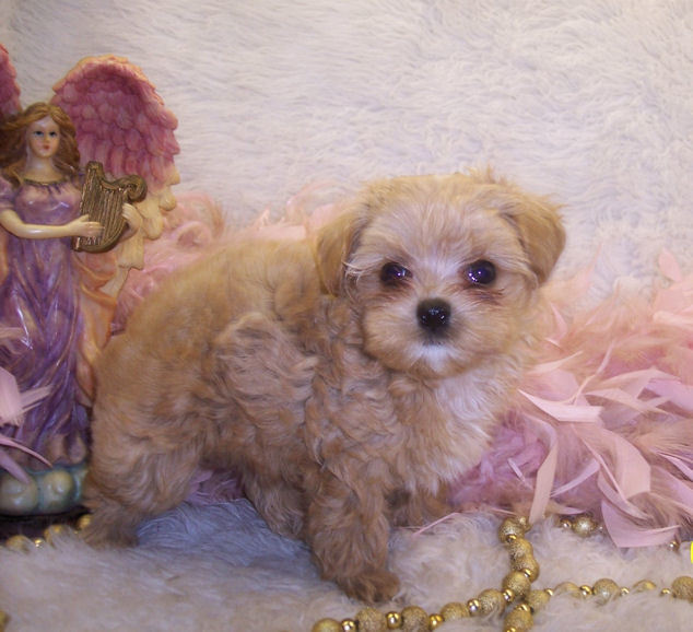 Apricot Teacup Maltipoo puppy living in Monroe Louisiana