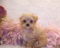 Teacup Apricot Maltipoo puppy~ SOLD