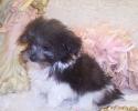 Female Maltipoo gone to live in Slidell, Louisiana