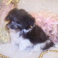 Teacup Maltipoo puppy