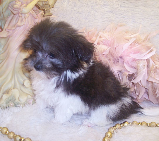 Female Maltipoo gone to live in Slidell, Louisiana