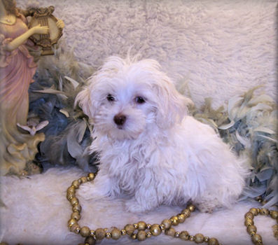 White Teacup Maltipoo puppy
