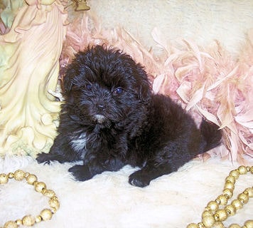 Black teacup Shih poo puppy 