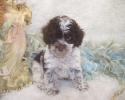 F2 Curly Yorkie-poo puppy will be 8-10 lbs grown