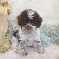 Yorkie-poo puppy for sale