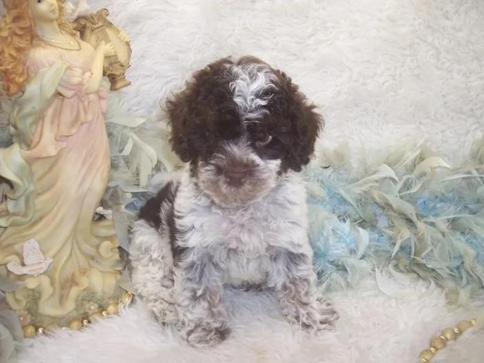 F2 Curly Yorkie-poo puppy will be 8-10 lbs grown